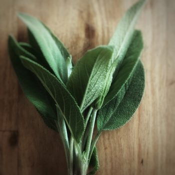 Organic Sage (bun)