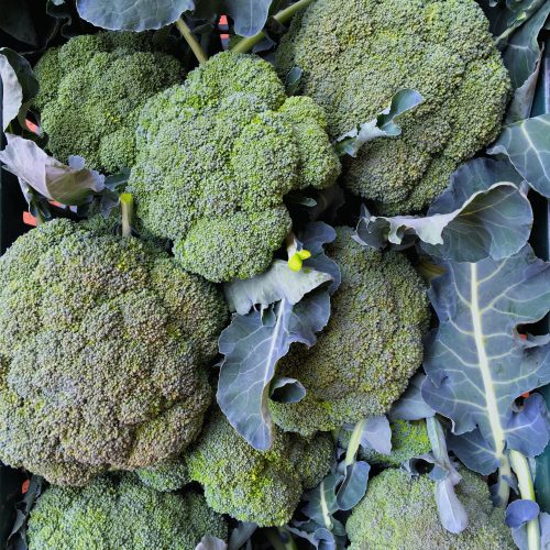 Organic Broccoli - Green (pc)