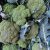 Organic Broccoli - Green (pc)