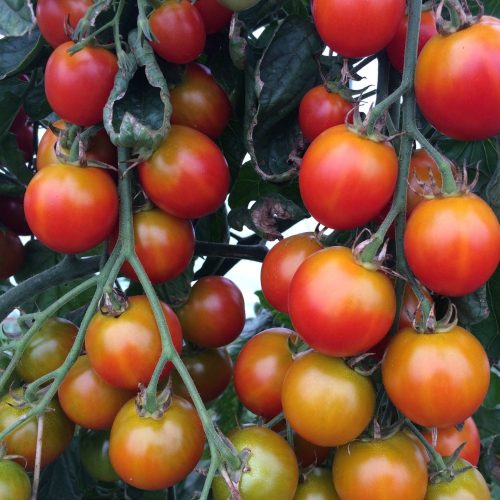 Bio Paradicsompalánták - koktél (adag)