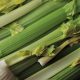 Organic Celery (ptn)