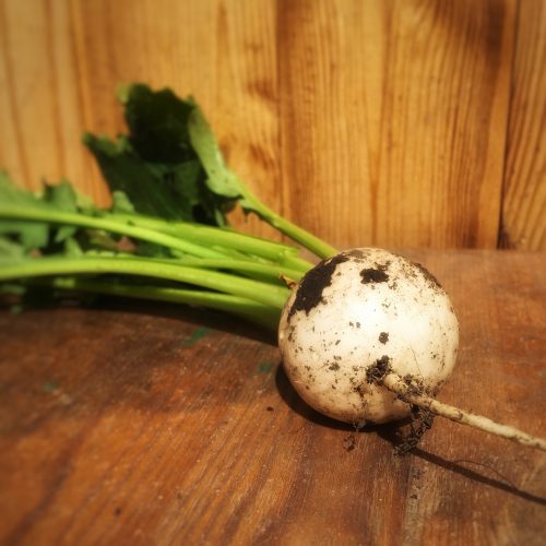 Organic Baku Turnip (bun)