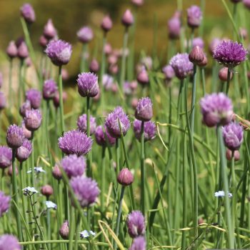 Organic Chives (bun)