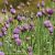Organic Chives (bun)