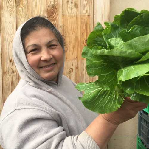 Bio Kínai kel (500g)