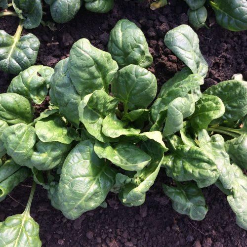 Organic Spinach (200g)