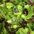 Organic Endive - Chickory Mix (200g)