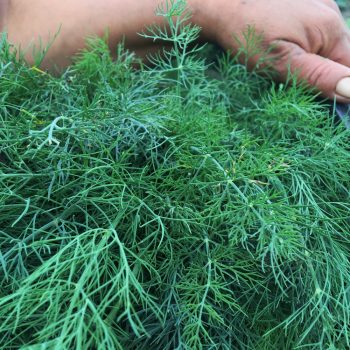 Organic Dill (bun)