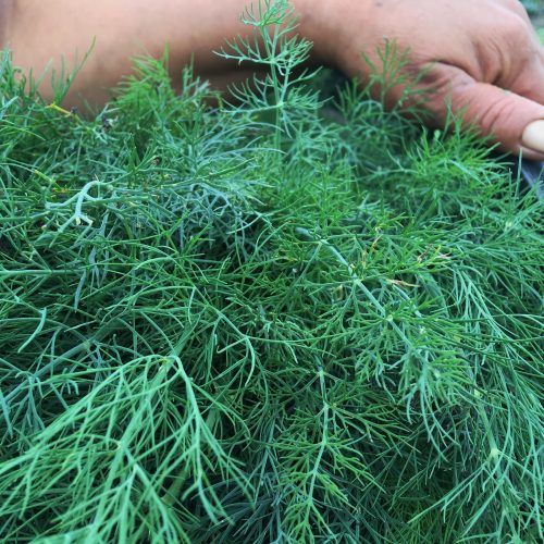 Organic Dill (bun)