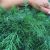 Organic Dill (bun)