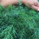 Organic Dill (bun)