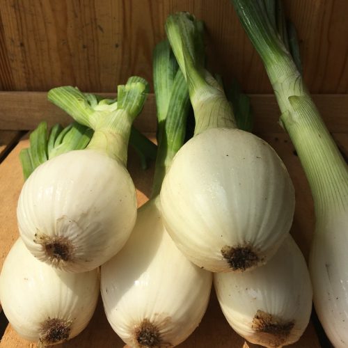 Organic Cooking Onions (500g)
