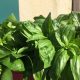 Organic Basil (bun)
