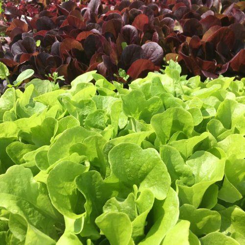 Organic Lettuce - Mixed (pc)