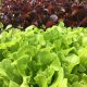 Organic Lettuce - Mixed (pc)