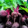 Organic Beetroot with Greens (bun)