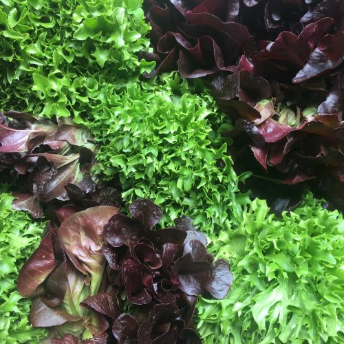 Organic Salanova Salad Mix (200g)