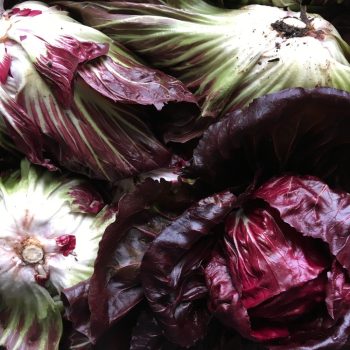 Bio Radicchio (db)