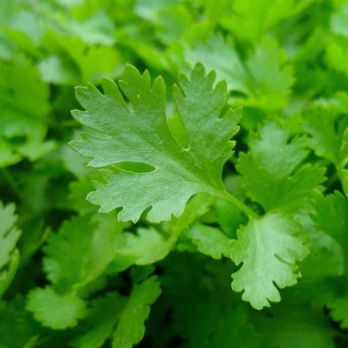 Organic Parsley Leaf  (bun)