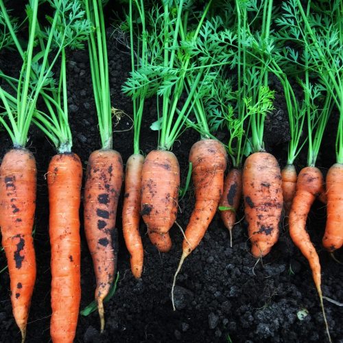 Organic Carrots (bun)