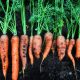 Organic Carrots (bun)