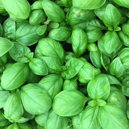 Organic Basil plant (pc)