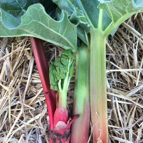 Organic Rhubarb (400g)
