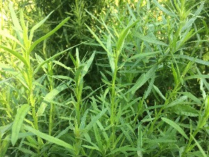 Organic Tarragon (bun)