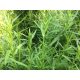 Organic Tarragon (bun)