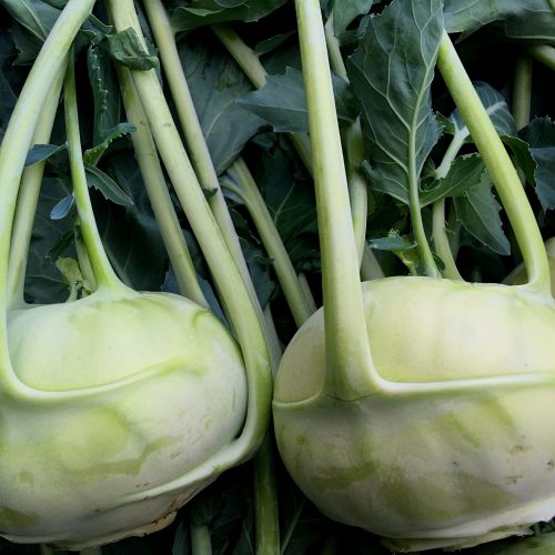 Organic Kohlrabi (pc)