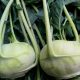 Organic Kohlrabi (pc)