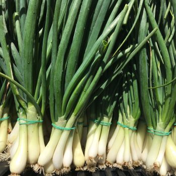 Organic Green Onions (bun)