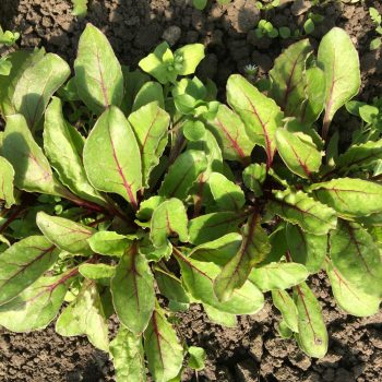 Organic Beet Leaves (bun)