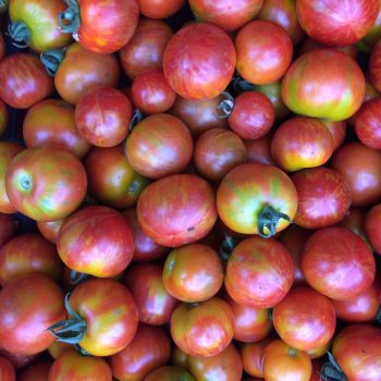 Bio Paradicsompalánták - St Pierre (adag)