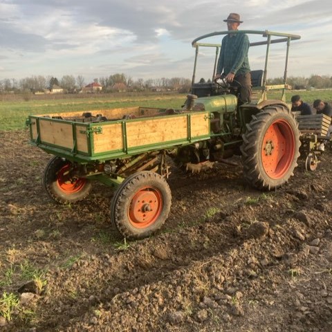 Potato Planting