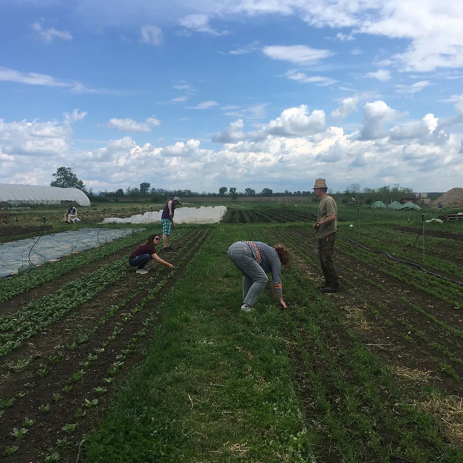 Second Open Day at Zsámboki Biokert