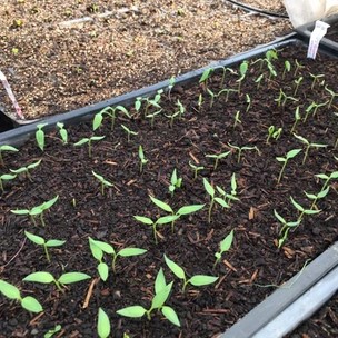 Early Sowings and Farm Visits in Italy
