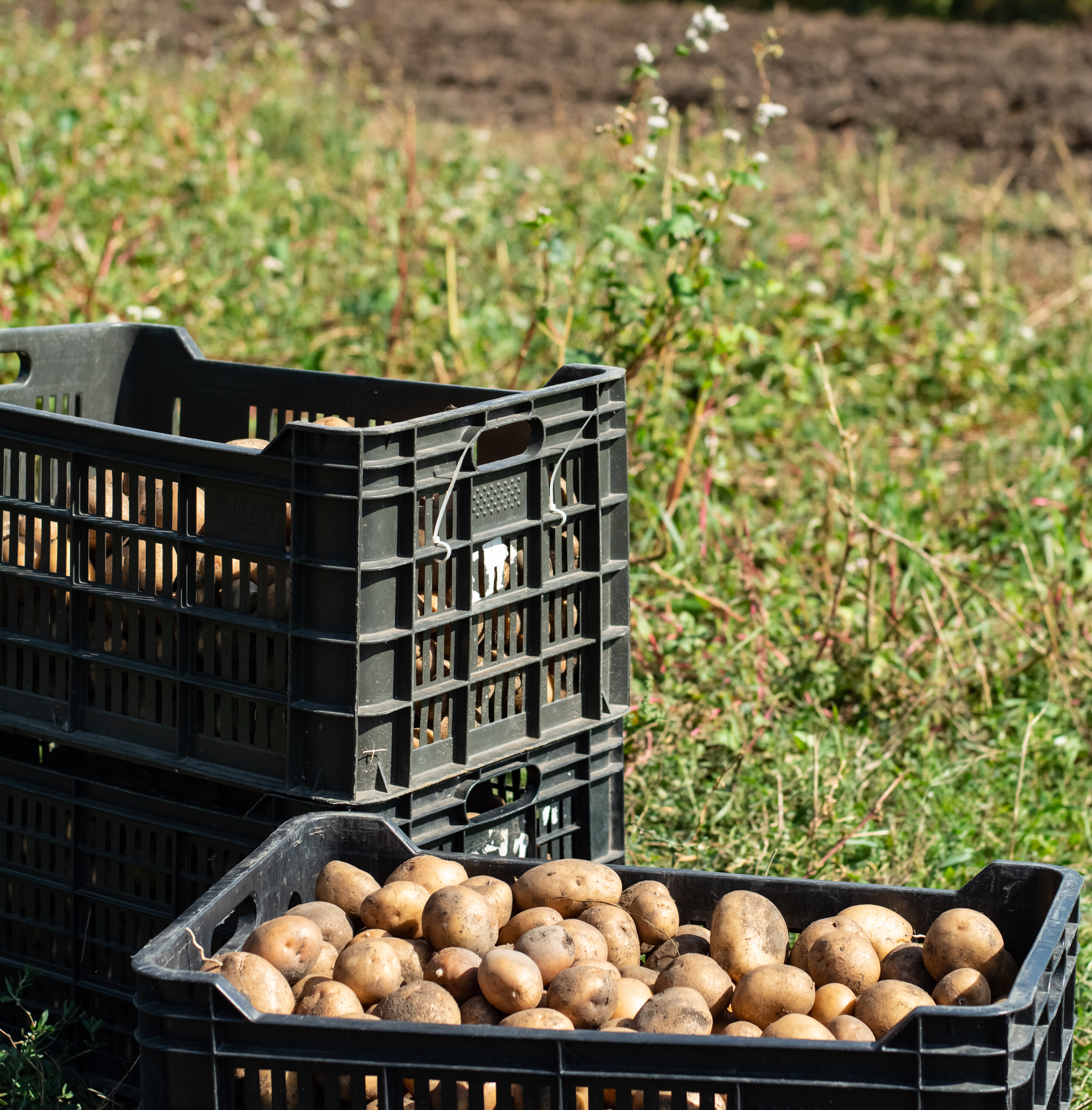 Alma és alma - egy és ugyanaz? Működhet-e valaha a tápanyag-alapú árazás?